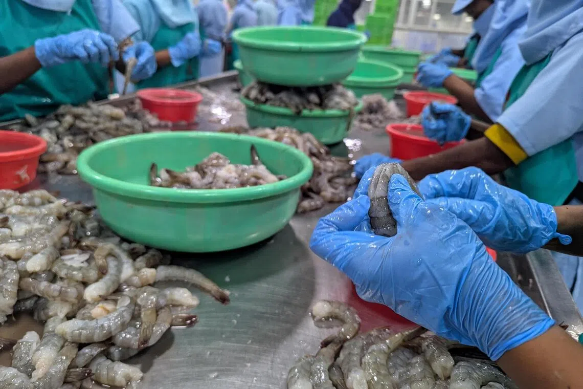 Shrinking sales: US’ biggest shrimp supplier India, rocked by tariffs, seeks new markets