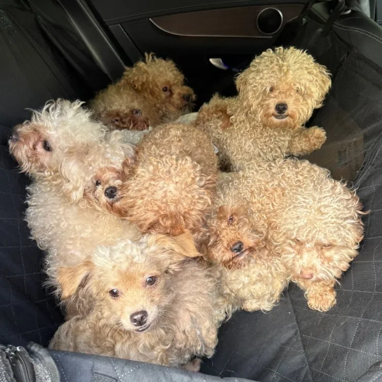 On Nov 19, the court heard that the 78 poodles and one golden retriever were not licensed as at Oct 7, 2024, and 71 of the canines had not been microchipped. 