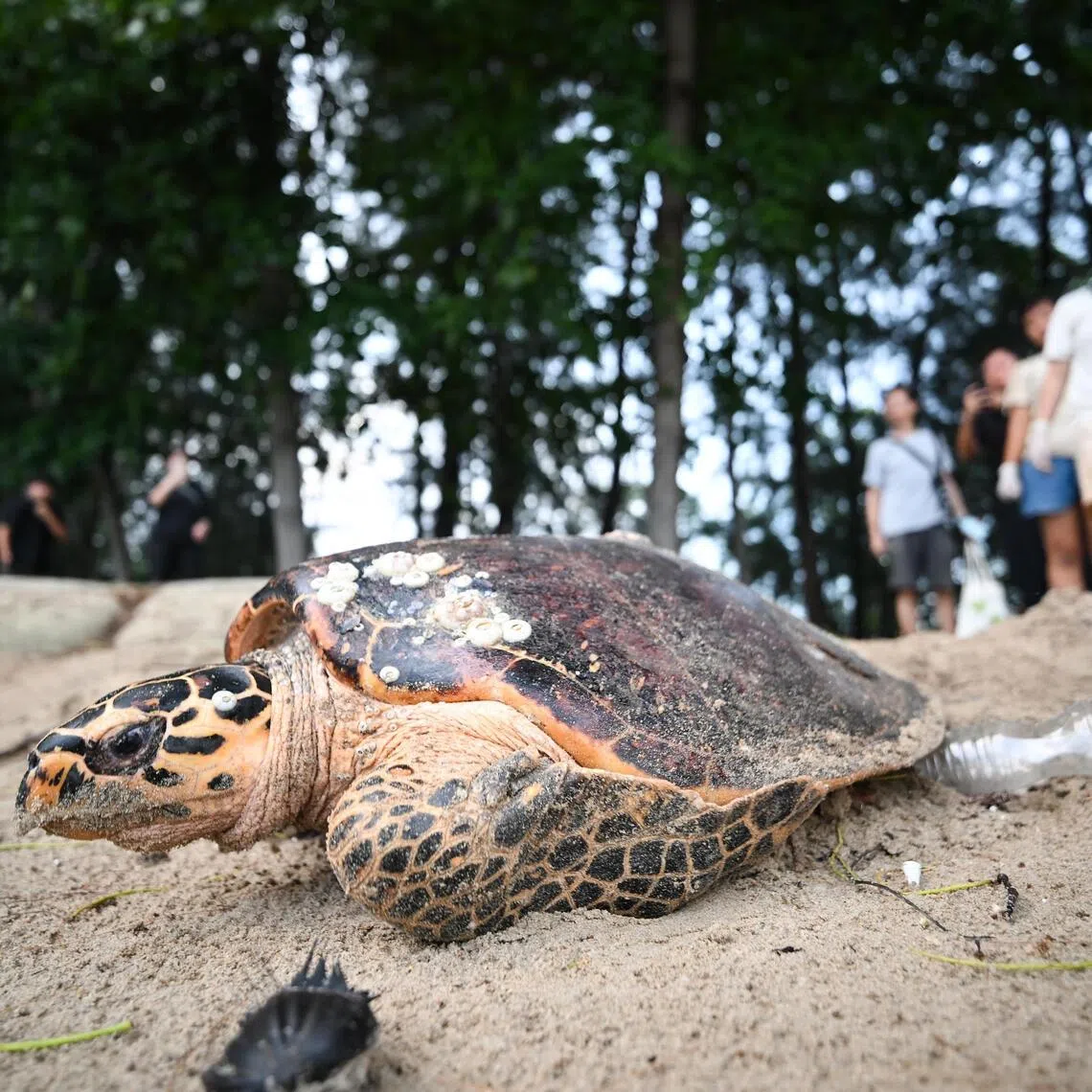 Hawksbill turtle at East Coast Park on June 22, 2026. The critically endangered hawksbill turtle was spotted by chance at about 5pm by staff from the National Parks Board (NParks). 