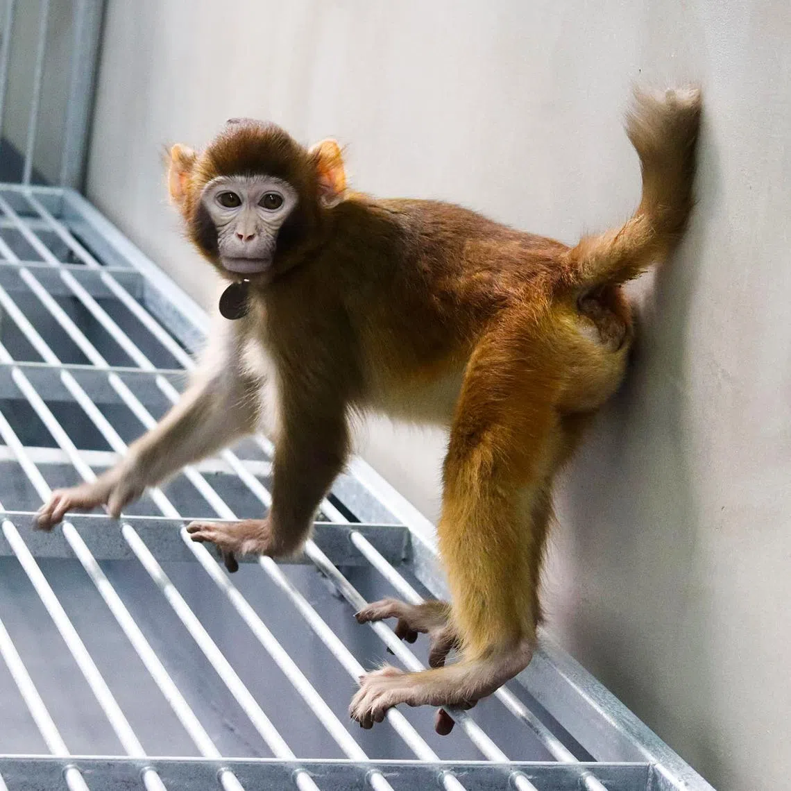 ReTro, a then 17-month-old somatic cell-cloned rhesus monkey seen in a lab in Shanghai.