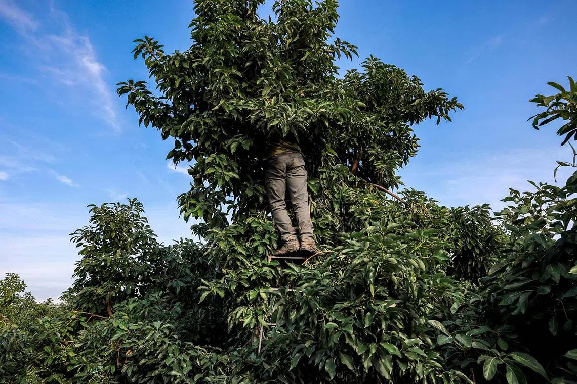 An Israeli volunteer takes part in the avocado fruit harvest at a plantation near Kibbutz Erez close to the border with the Gaza Strip in southern Israel on December 20, 2023, amidst a shortage of workers due to the ongoing conflict between Israel and the Palestinian militant group Hamas. (Photo by Menahem Kahana / AFP)