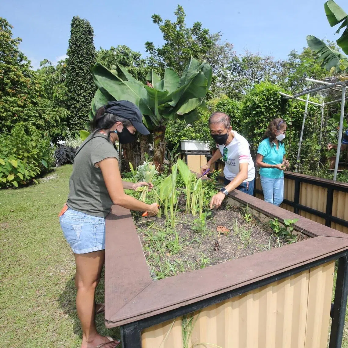 The plots are located across 13 sites, including HortPark (91 plots), Punggol Waterway Park (84 plots) and Bishan-Ang Mo Kio Park (68 plots).