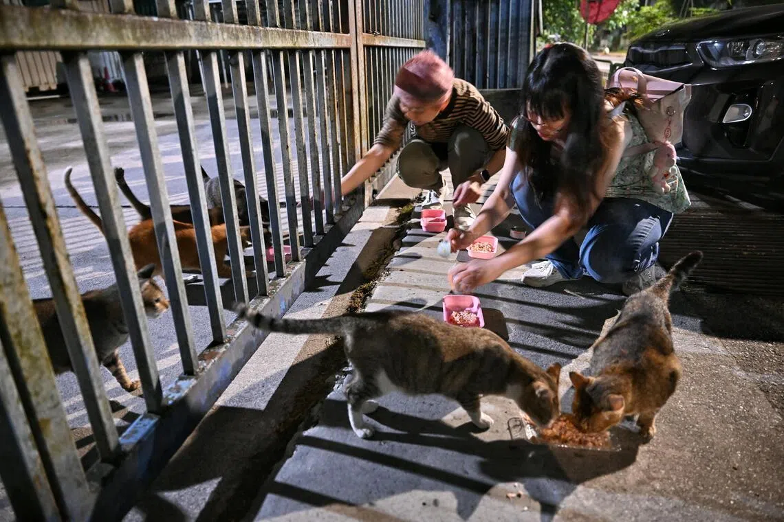 Cat feeders take turns to feed the  cats left at Sunget Kadut, one of Singapore's oldest industrial estates, after businesses in the timber, furniture, construction and waste management industries moved out.  