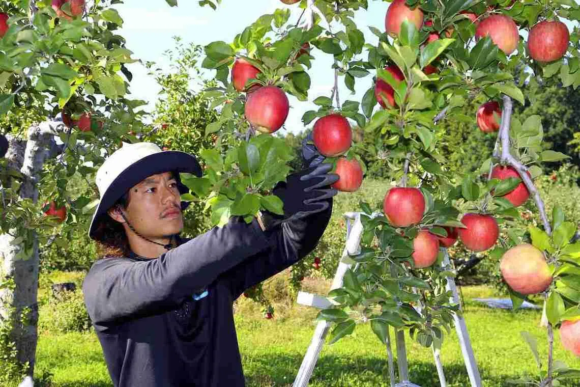 Mamoru Kamisasanuki, 27, joined Blancdieu and has been working for Red Apple, a company that produces and sells apples.