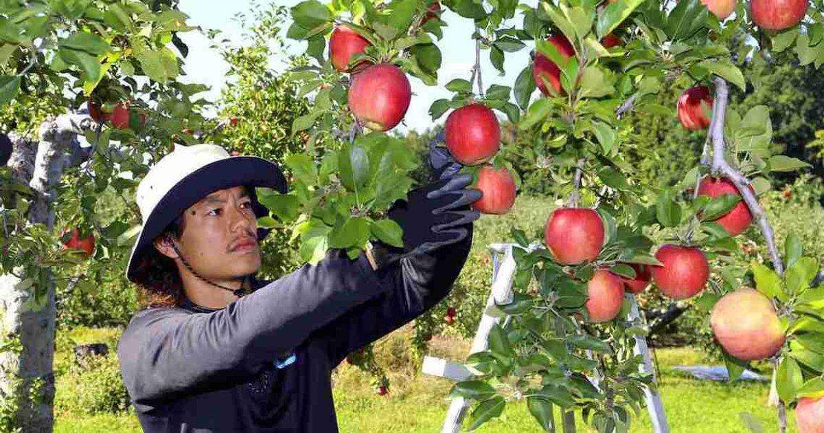Hirosaki football players take orchard jobs to build careers beyond sport