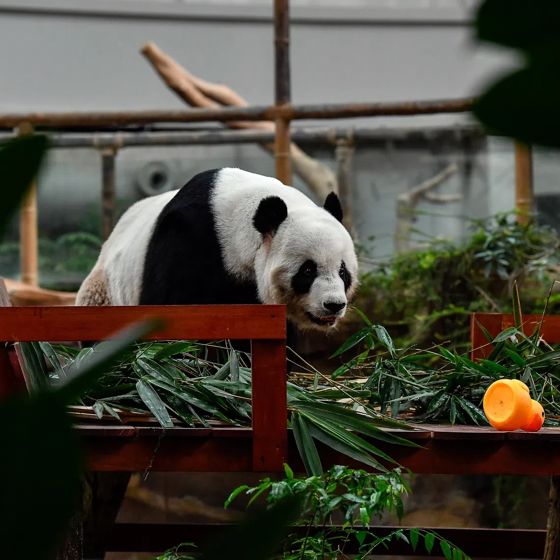 The first pair of pandas loaned to Malaysia in 2014 – Fu Wa and Feng Yi, renamed Xing Xing and Liang Liang, respectively – became star attractions at Zoo Negara.