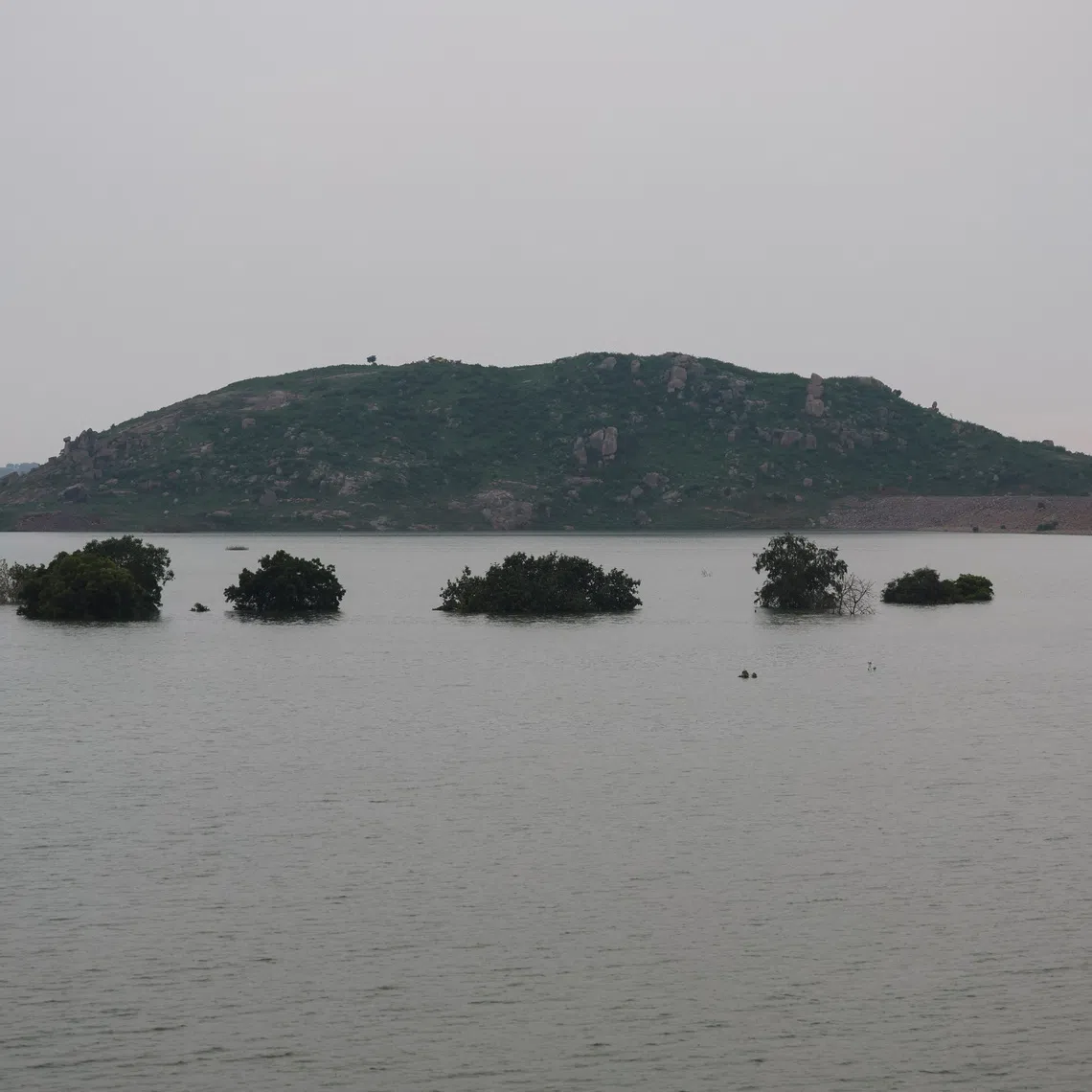 Submerged trees in the catchment area of the Ken River near the Majhgawan Dam in Ajaygarh, Madhya Pradesh, India, on Sept 20.