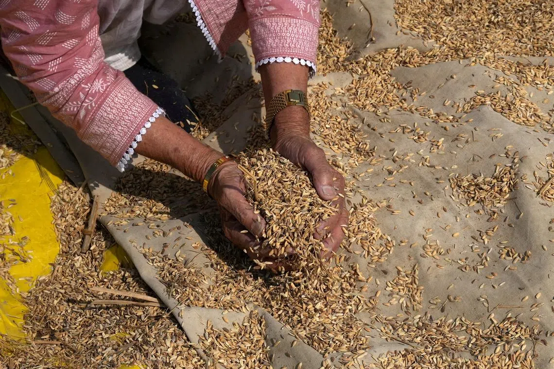 India’s rice stockpiles have surged to their highest for this time of year in at least two decades.