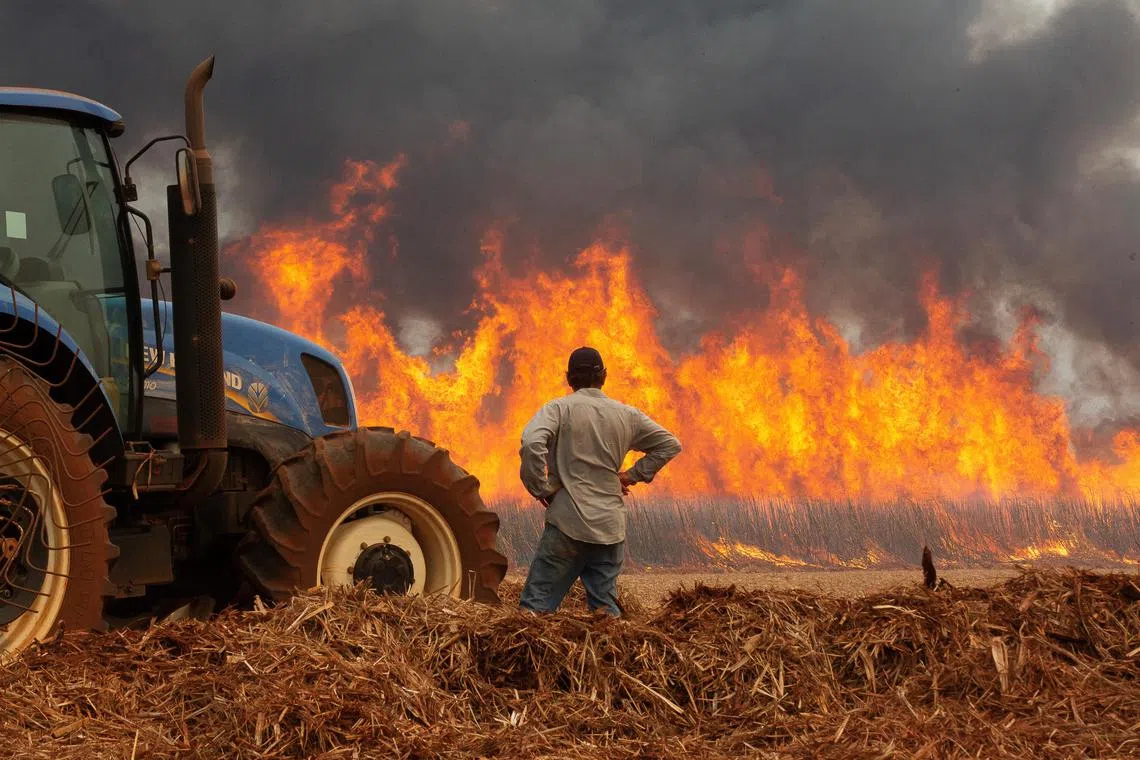 An unprecedented outbreak of fires that hit sugar-cane fields in Brazil is set to impact global supply of the sweetener and elevate prices. 