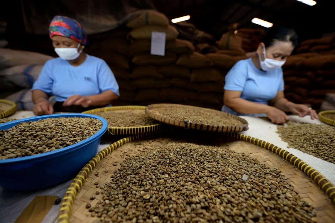 Workers inspecting coffee beans at an Indonesian facility in Semarang, Java. 