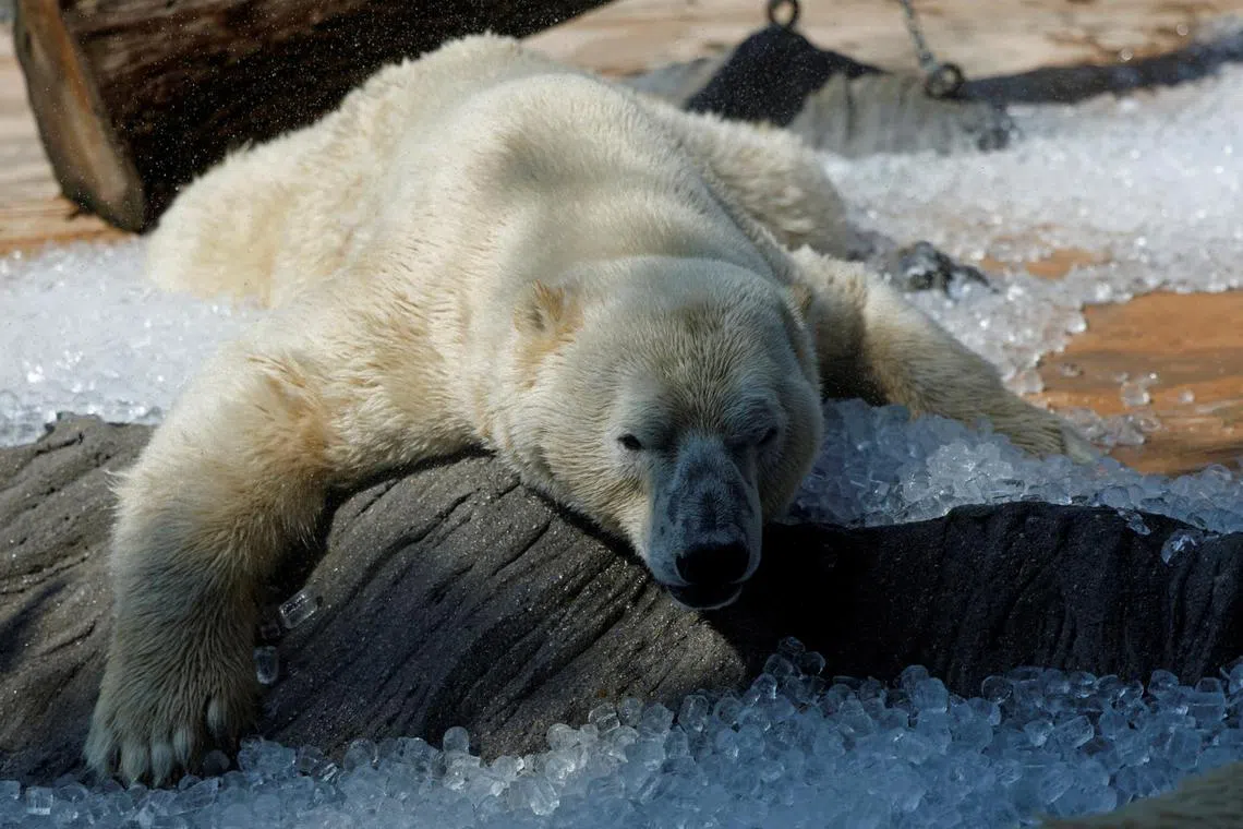 Polar bears live in Arctic regions like Canada, Alaska, Russia, Greenland and Norway. They are the Arctic’s top predator. 