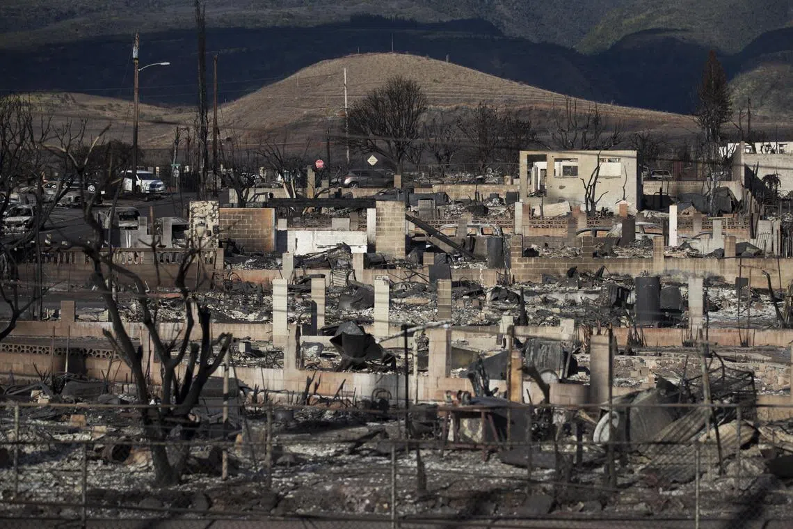 Burnt trees and the ruins of houses are what is left after the Lahaina fire burnt through the city, in Lahaina, Hawaii.