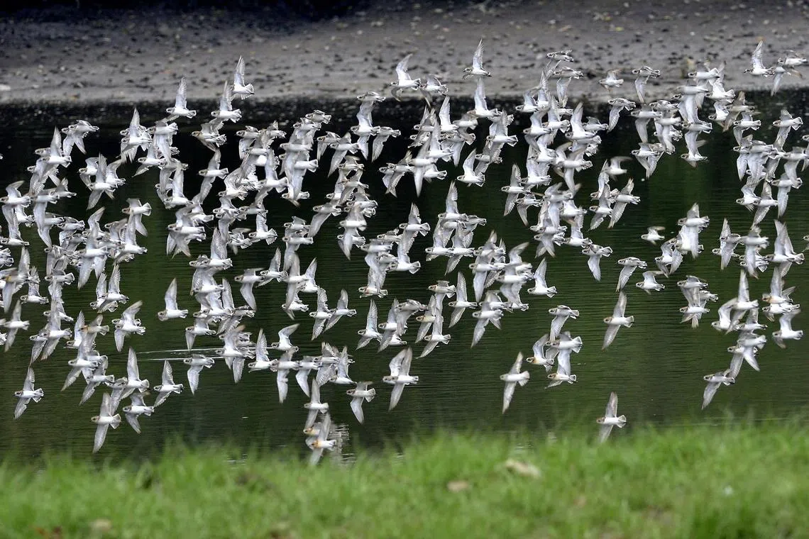 A large flock of lesser sand plovers (Charadrius mongolus) flying over the main hide. This Arctic migratory shorebird is one of the iconic species that made Sungei Buloh an internationally important wetland.