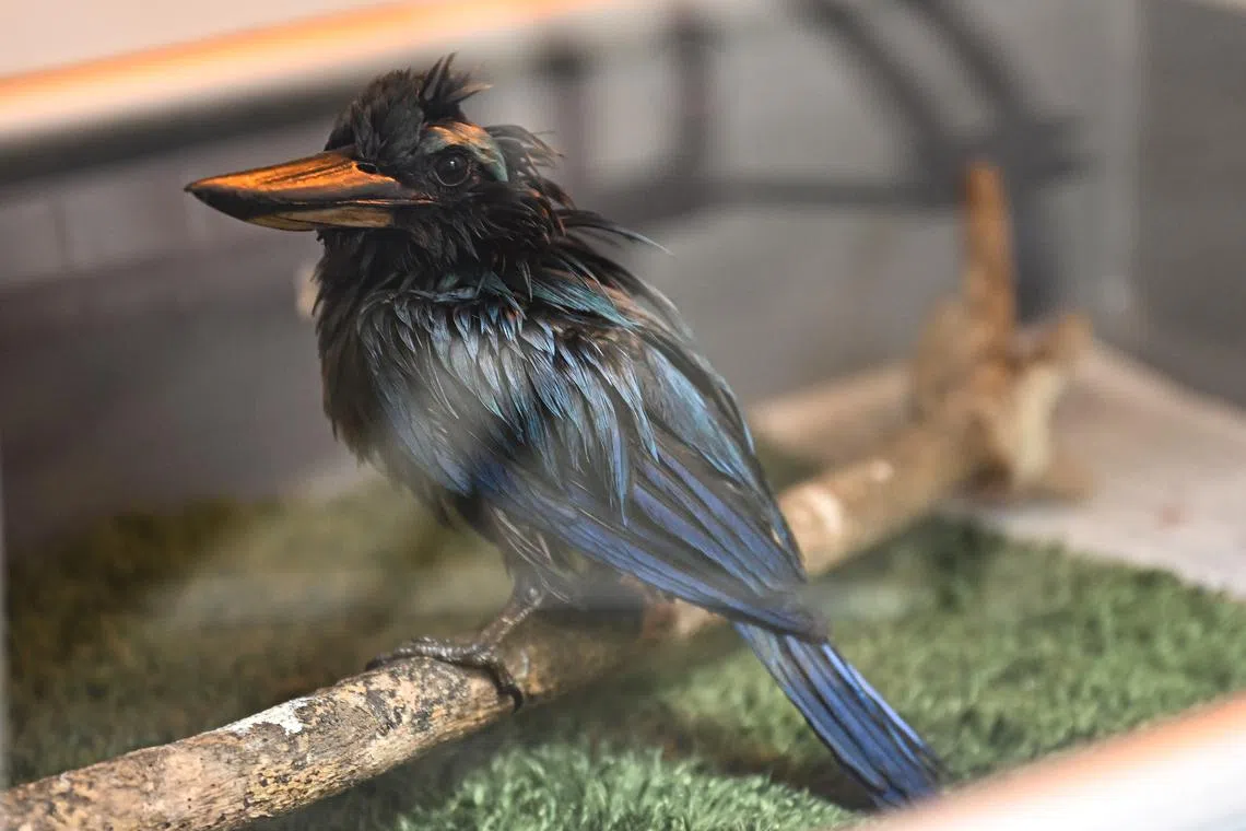 A  collared kingfisher inside an incubator at National Parks Board’s Centre for Wildlife Rehabilitation.