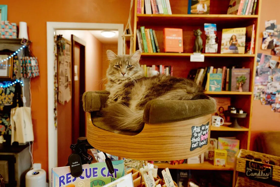 A cat named Hank at the Literary Cat Co. in Pittsburg, Kan., July 8, 2025. Hank is known as the regional manager of the Literary Cat Co. (David Robert Elliott/The New York Times)