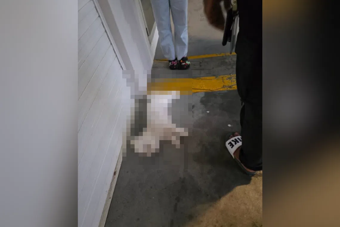 SPCA received a call in the evening of Feb 19 about a small white dog that was suspected to have fallen from height.