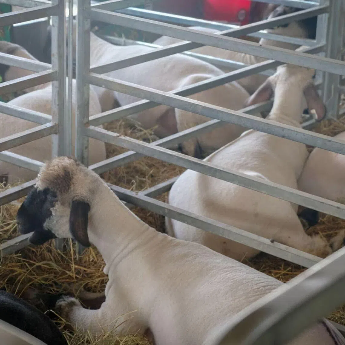 The company said it had conducted 38 experiments in which animals' limbs or heads were separated from their bodies since 2022.