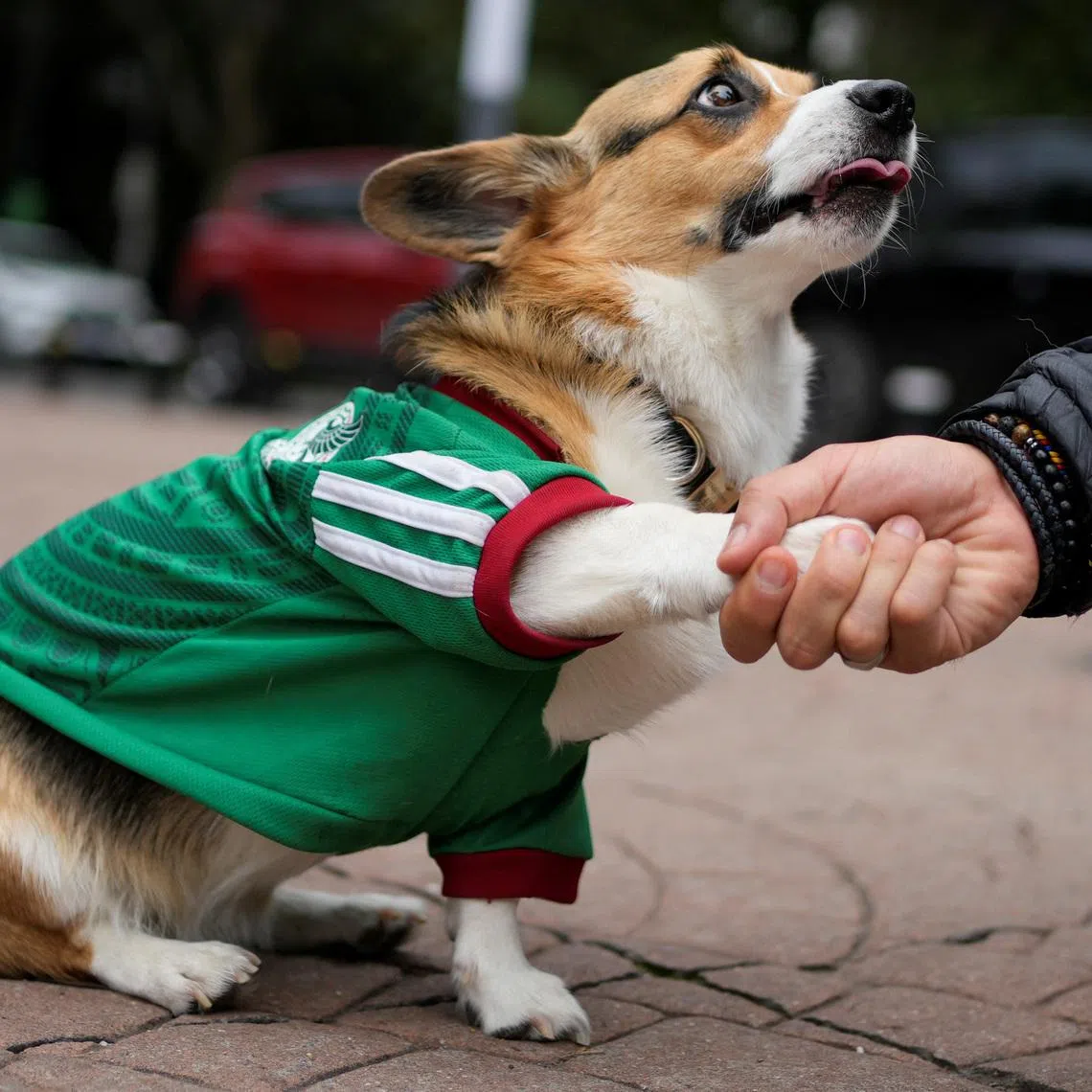 Javier Padilla interacts with his dog Trufa, wearing a jersey of Mexico's national football team, as pets are dressed for the occasion during the 2026 FIFA World Cup, which Mexico is hosting with U.S. and Canada, in Mexico City, Mexico, June 19, 2026. REUTERS/Armando Vega