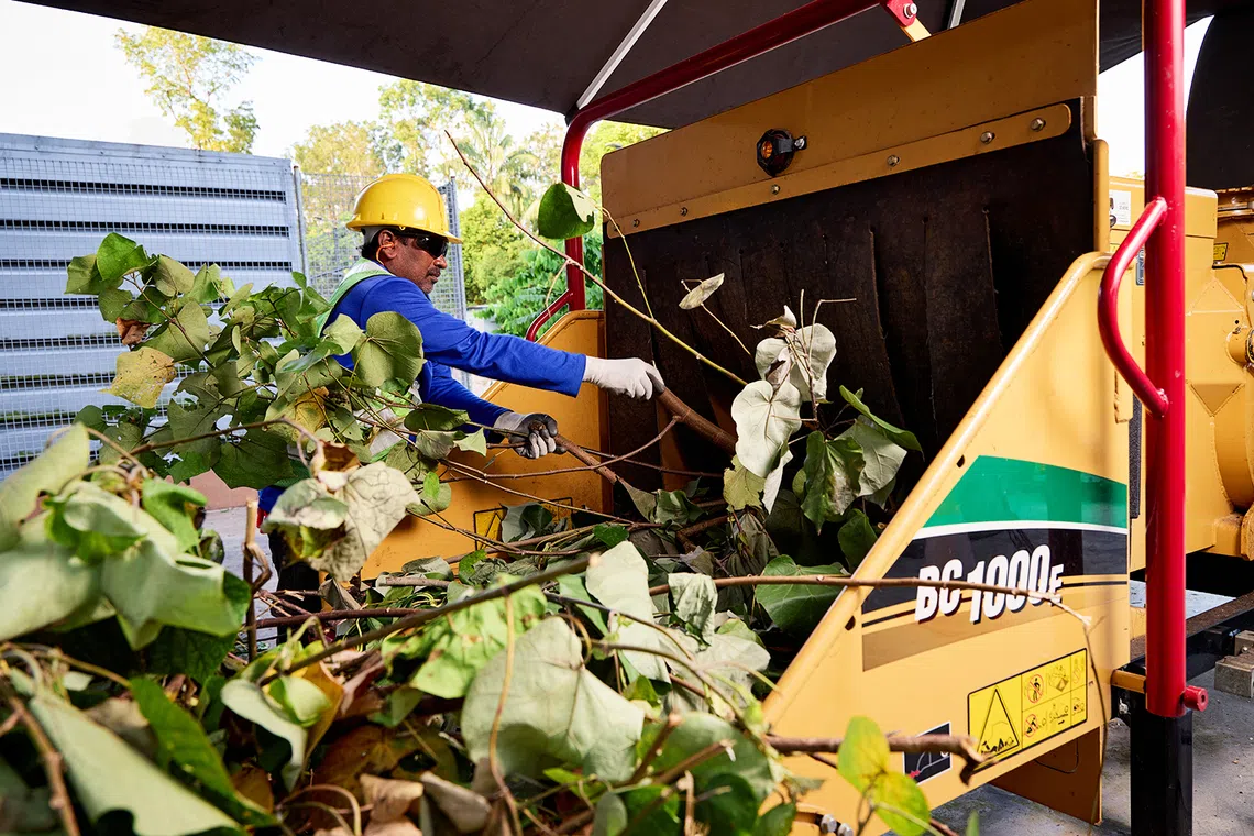 bnl landscaper feeding dead plants and branches through a wood chipper to make mulch that will ferment for about a week, example of sustainable waste management