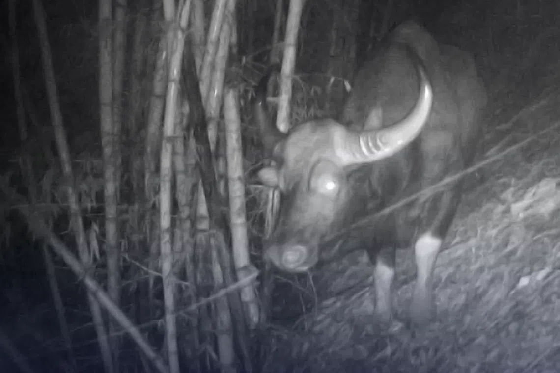 Sanctuary staff had last spotted this bison species in 1986. 