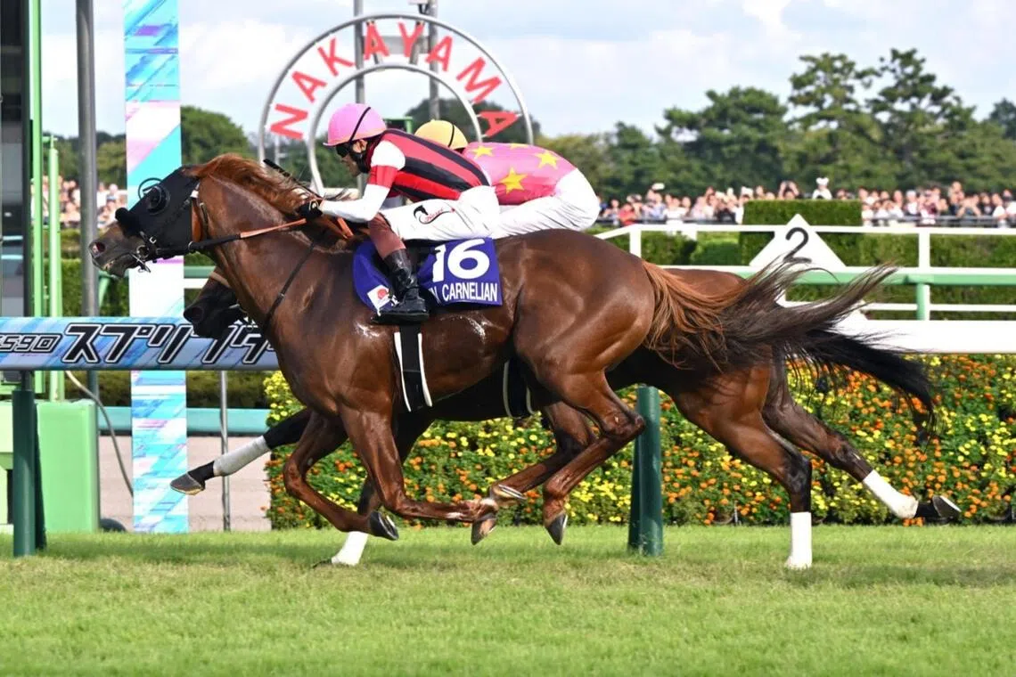 Win Carnelian - Win Carnelian.

PHOTO:  JAPAN RACING ASSOCIATION