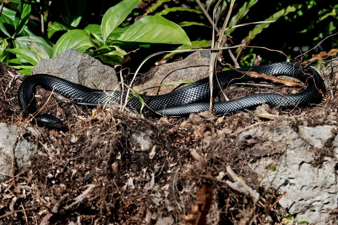 The red-bellied black snake is a venomous species found across eastern Australia.