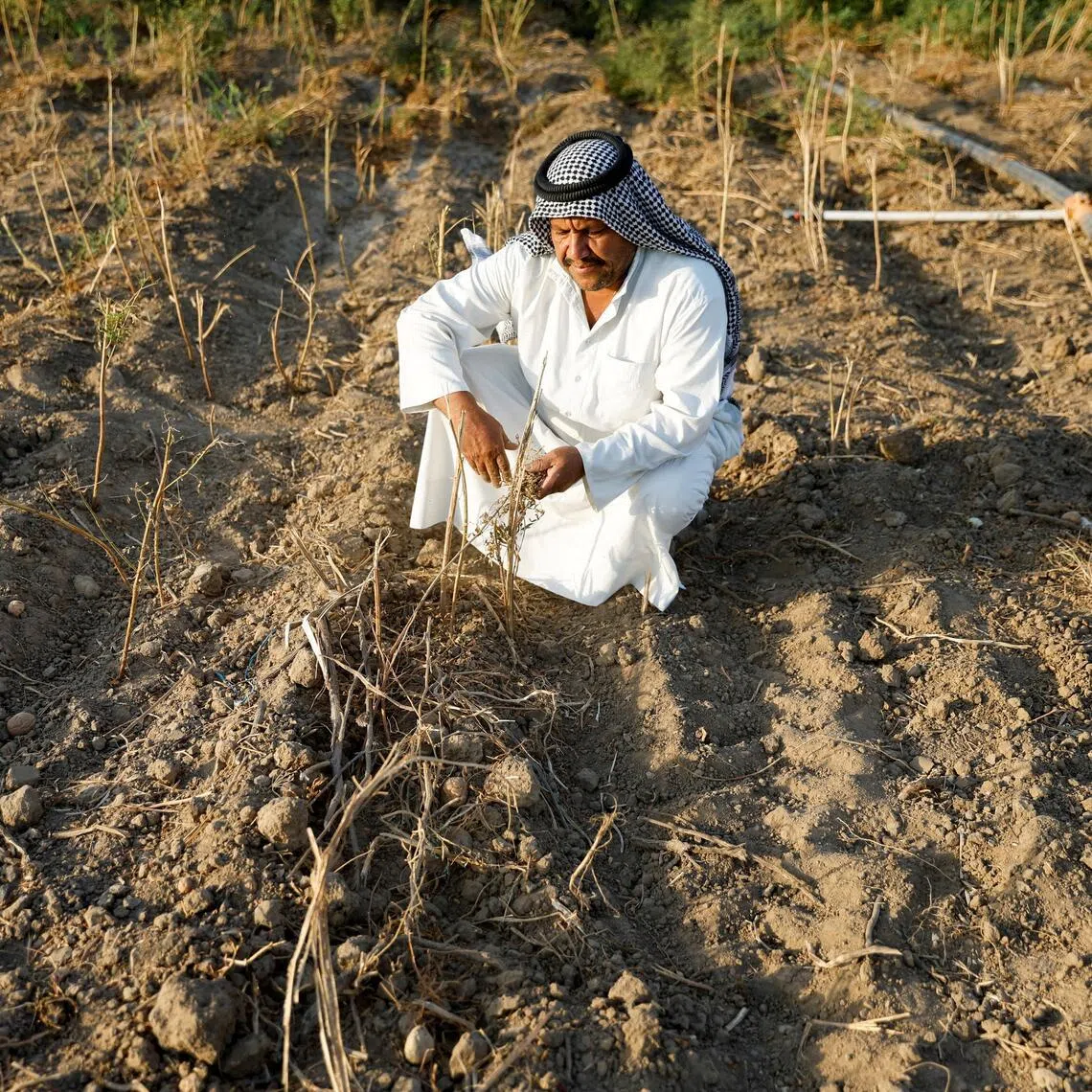 An Iraqi farmer looks at potato crops affected by a heatwave and environmental and climate changes, in Mosul, Iraq.