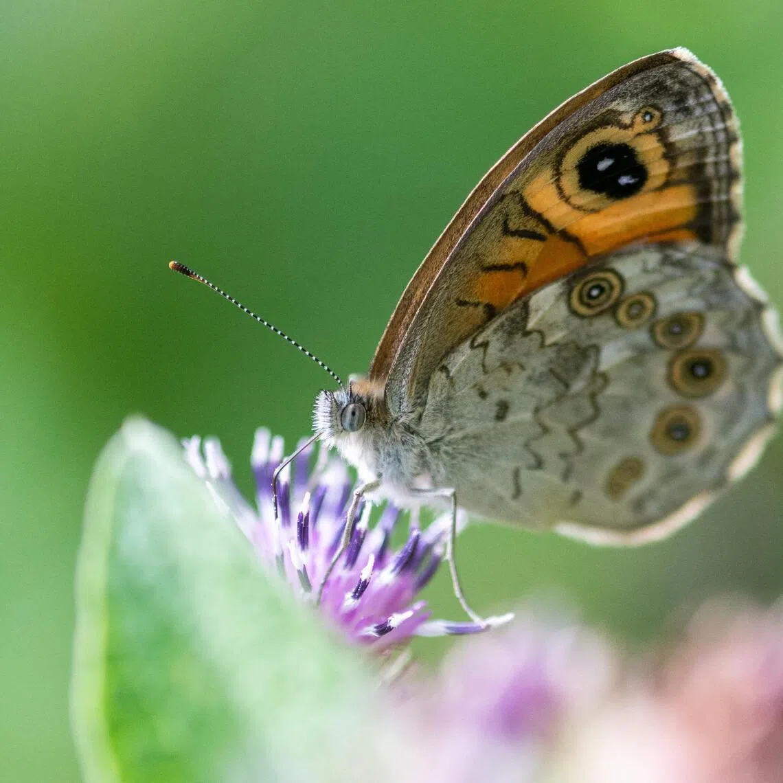 Climate change is disrupting the global distribution of butterflies, with a significant number seeing their territory shrink.