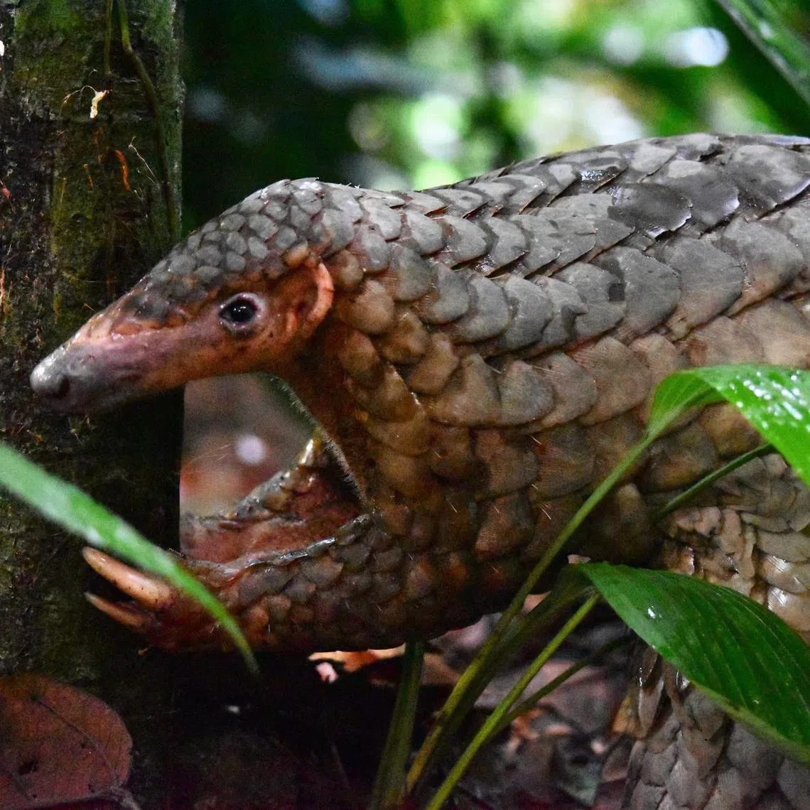 Mostly found in Singapore's primary and secondary forests, Pangolins face risks from poaching despite the fact that it is a protected species.