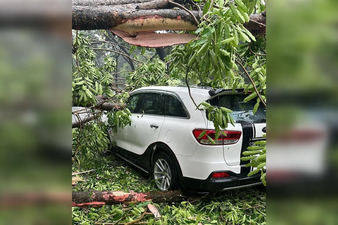 In photos circulating online, a tree is seen to have fallen on a white Kia Sorento car and blocking at least three lanes.