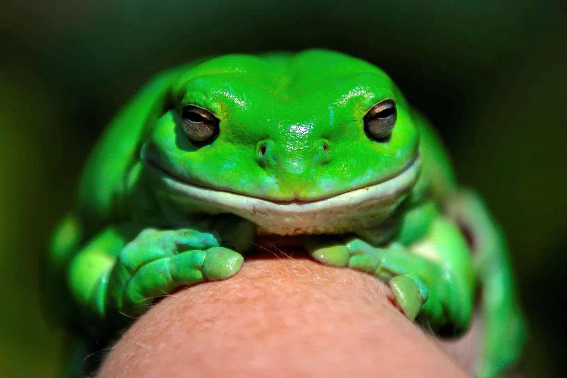 FILE PHOTO: An Australian Green Tree frog named "Godzilla" sits on the hand of Kathy Potter of the Frog and Toad Study Group during the launch of the Australian Museum's national frog count phone app called "FrogID" in Sydney, Australia, November 10, 2017.  REUTERS/David Gray/File Photo