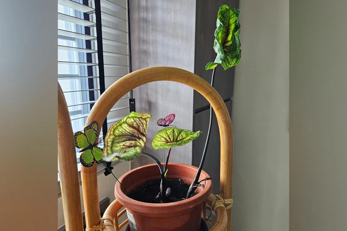 Wet feet and a lack of air circulation can prevent new leaves from unfurling and developing properly.