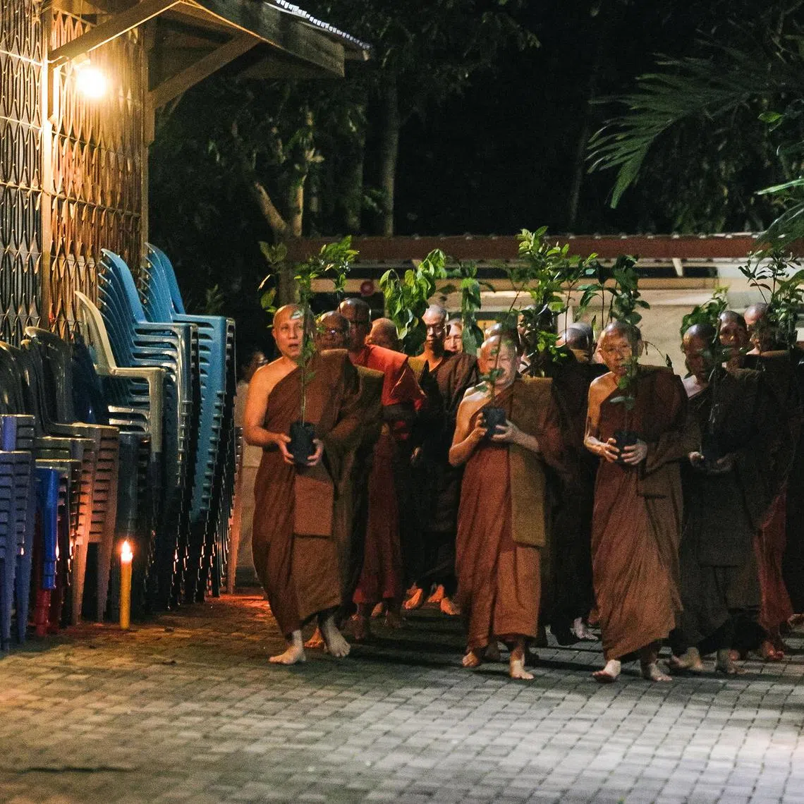 skmonk - Thai monks hold onto saplings as they walk around a temple building in Wat Pasukato on Thursday to mark Asalha Bucha,  a holiday which commemorates Buddha’s first sermon (Photo: Kim Jung-yeop)