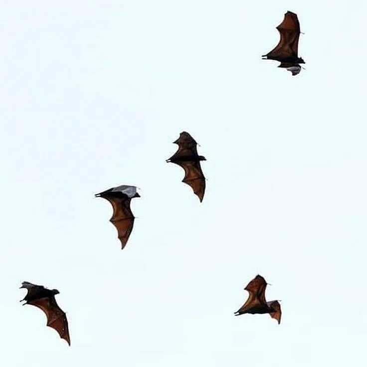 An unusual sighting of a colony of flying foxes, a herbivorous bat, flying over Singapore.
