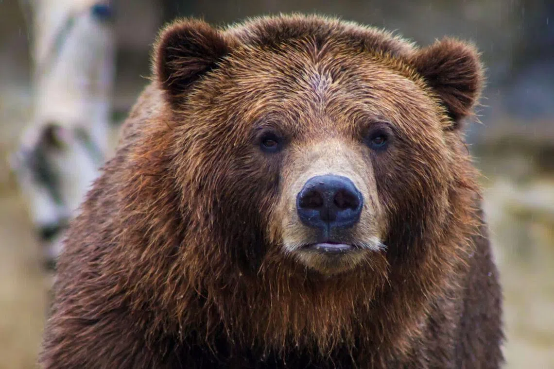Hiker killed by bear in ‘surprise encounter’ at Glacier National Park in US, officials say