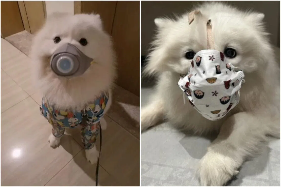 Many of the owners shared tips to adapt masks for their dogs on Chinese social media platform Xiaohongshu.