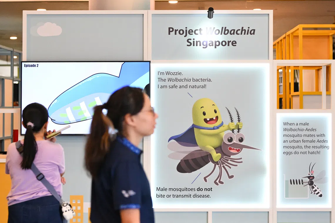 From a small-scale field study at three sites in 2016, Project Wolbachia – Singapore has expanded to cover more than 840,000 households, or 53 per cent of all households in Singapore.