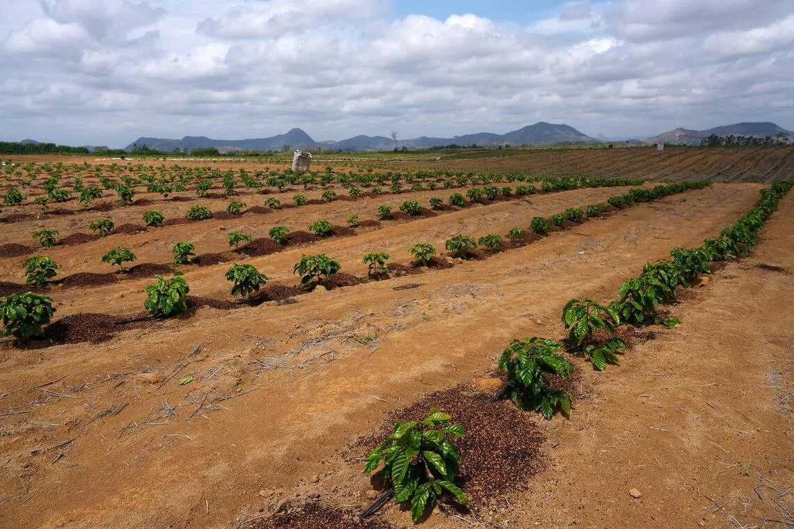 The 2026-27 season is widely expected to produce the biggest surplus in years, helped by a potential record crop in the world’s top grower.