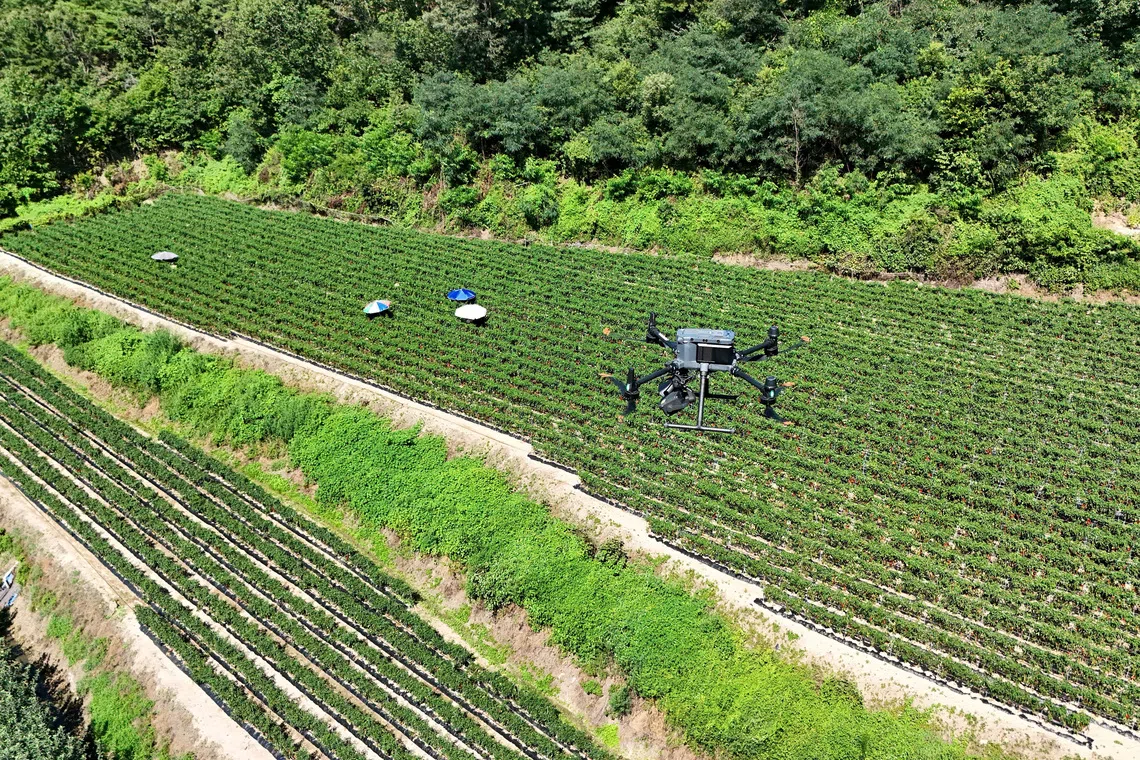 A drone view of a drone equipped with loudspeakers and thermal imaging camera flying over a chilli pepper field to check the temperature during a heatwave warning in Andong, South Korea, on Aug 6.