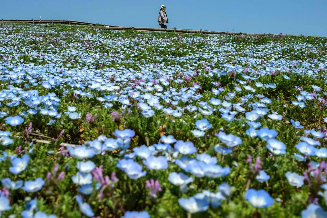 TOPSHOT - A visitor walks at a field of nemophila flowers on Miharashi no Oka Hill of Hitachi Seaside Park in Hitachinaka, Ibaraki Prefecture on April 2, 2024. (Photo by Philip FONG / AFP)