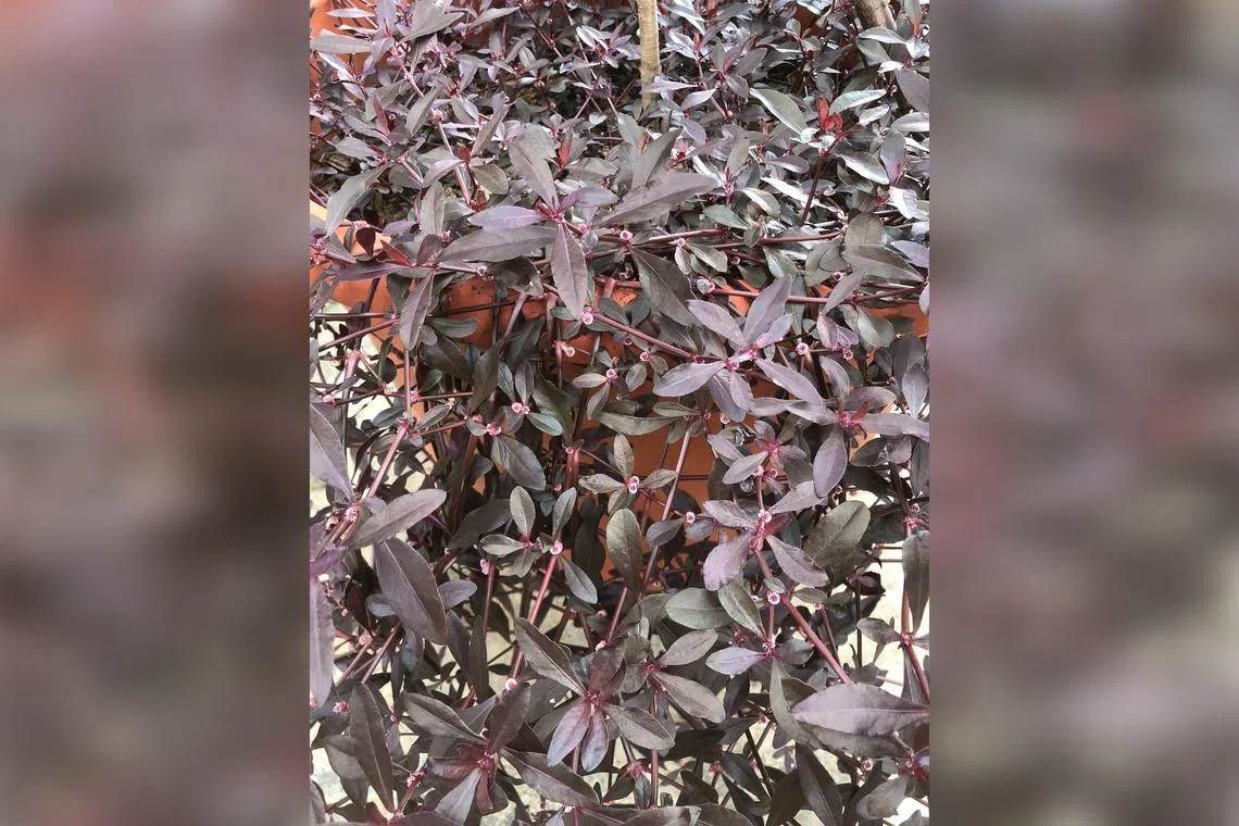 The sessile joyweed’s aerial parts can be boiled to make home remedies.