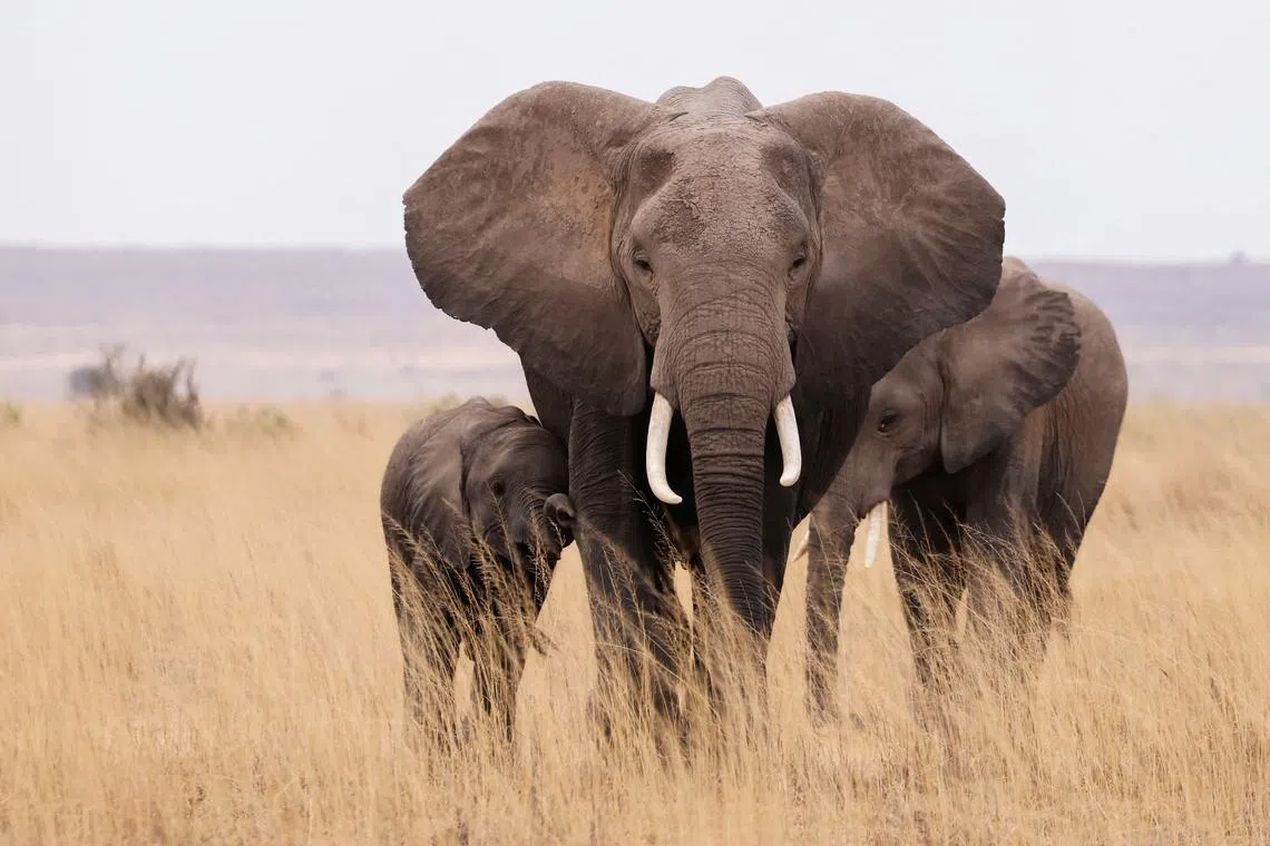 FILE PHOTO: Elephants walk in the Amboseli National Park, Kenya, August 10, 2021. Picture taken August 10, 2021. REUTERS/Baz Ratner/File Photo