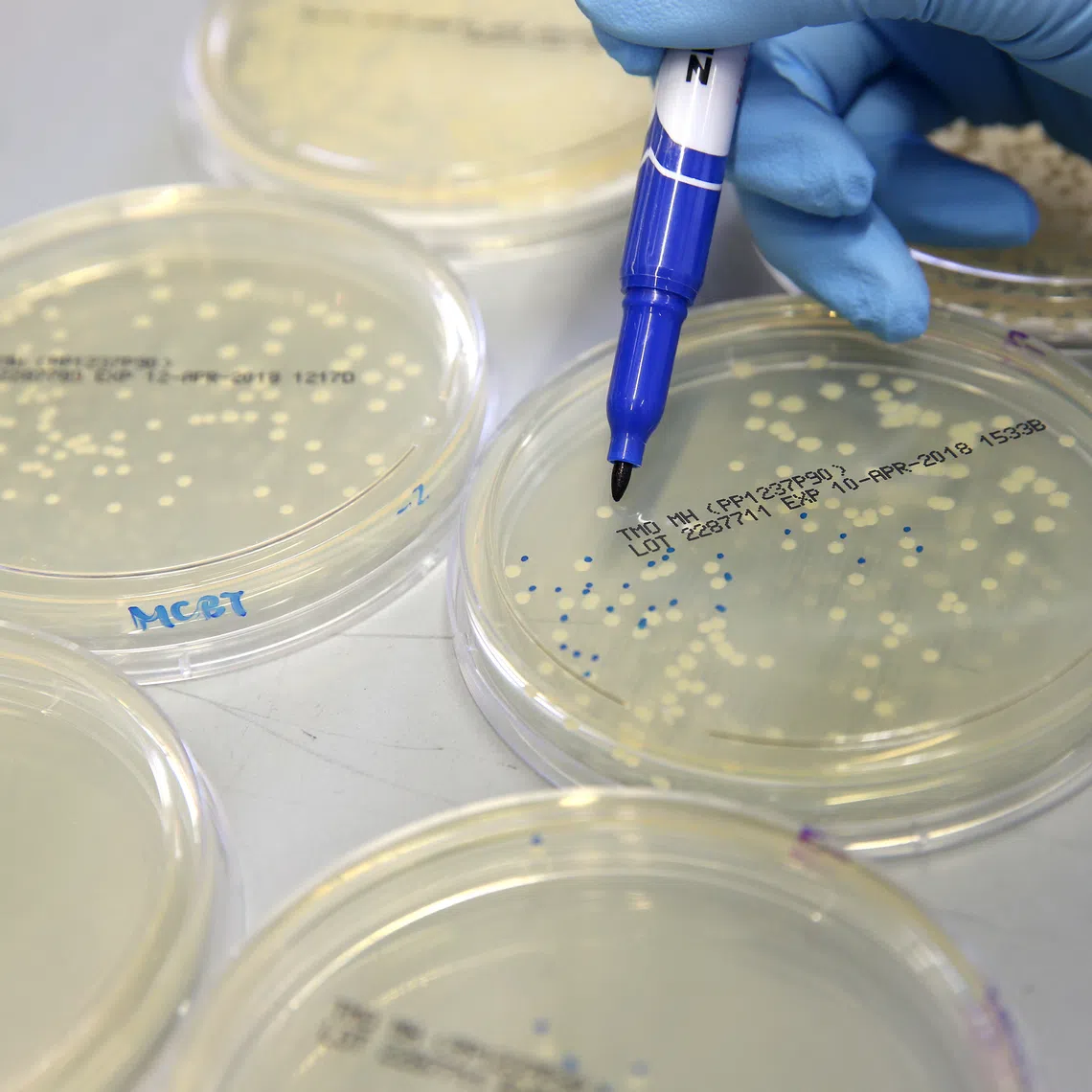 Most antibiotics today are derived from molecules produced by the microbes themselves in competition or collaboration with each other.