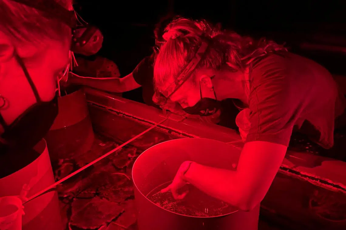 Research volunteers collect coral spawn from Great Barrier Reef coral, at the Australian Institute Of Marine Science, Sea Simulator in Townsville, Australia December 12, 2022. REUTERS/Jill Gralow