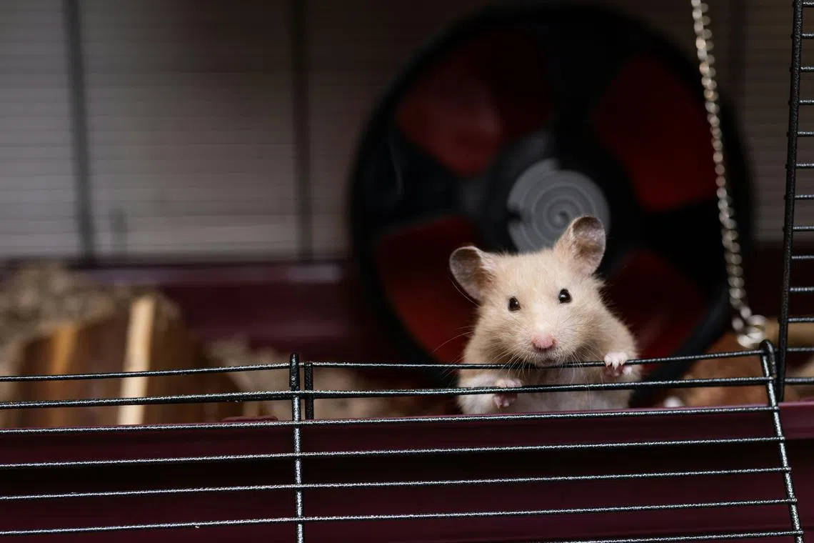 The rodent rebellion unfolded during a Nov 13 flight from Lisbon, where the animals were being transported to a pet store.