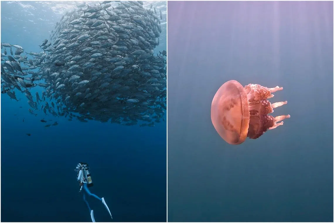 Palau is known as one of the world’s best dive spots, often mentioned in the same breath as the Maldives and Galápagos Islands for its marine biodiversity. 