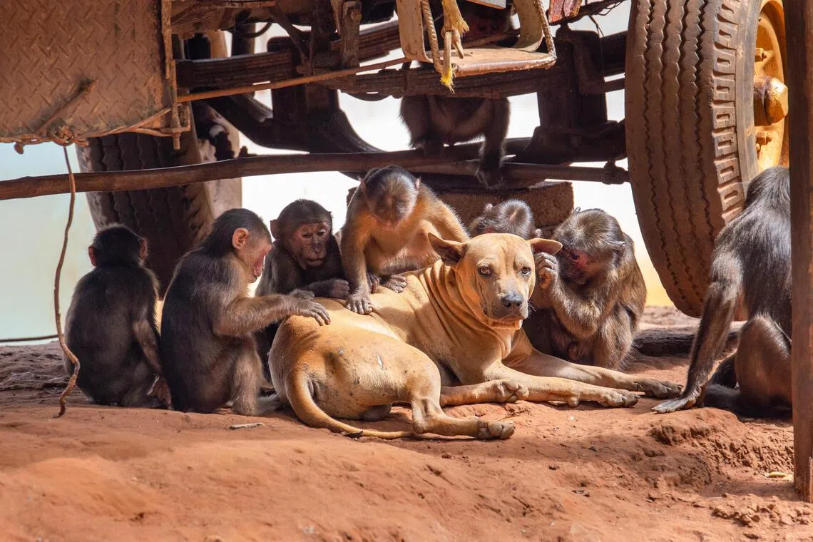 Scientists examined 427 interspecies interactions across 88 primate species finding that every primate, regardless of species, held some behaviour that could be linked to pet-keeping.