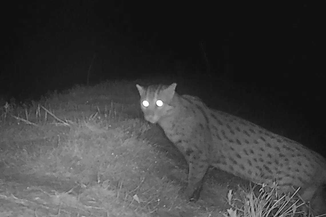 Conservationists hopeful as rare fishing cat reappears near Tonle Sap in Cambodia