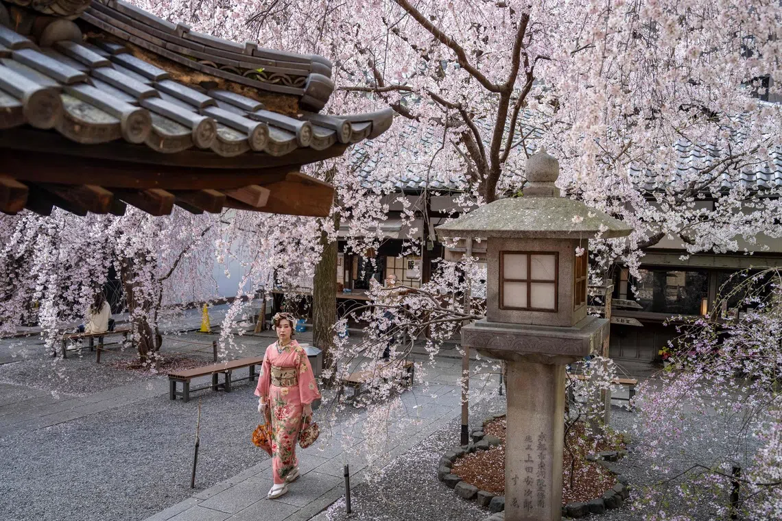 A woman wearing a kimono walking under cherry blossom trees at Rokkakudo temple in Kyoto, Japan. 