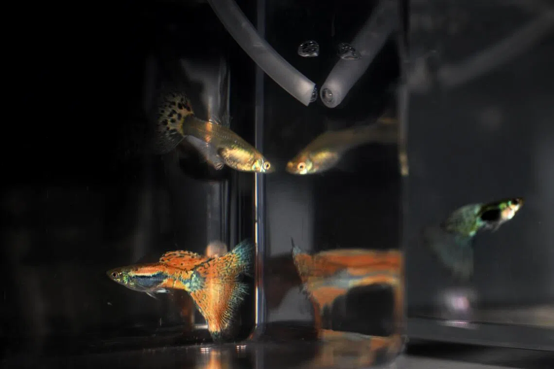 Guppies were judged on the size, pattern and colour of their body, dorsal fin and tail.